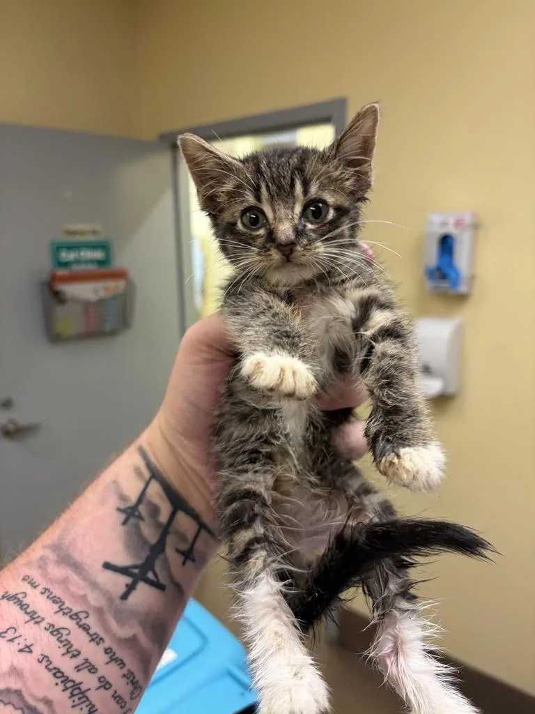 A baby medium-sized female Domestic Short Hair cat named Puddle for adoption in Florence, SC