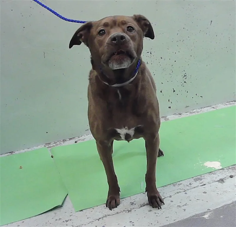 An adult medium-sized male Staffordshire Bull Terrier dog named King for adoption in Houston, TX