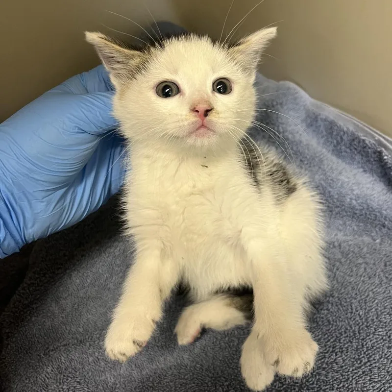 A baby small-sized female White Domestic Short Hair cat named 70991 for adoption in Harrisonburg, VA