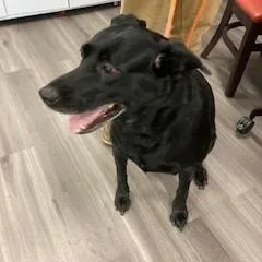 An adult large-sized female Black Mixed Breed dog named YORKStray for adoption in York, PA