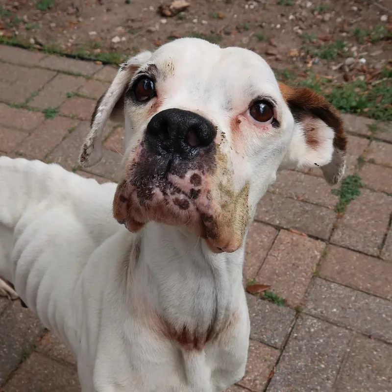 An adult medium-sized female White / Cream Boxer dog named Pretty Lady for adoption in Pearland, TX
