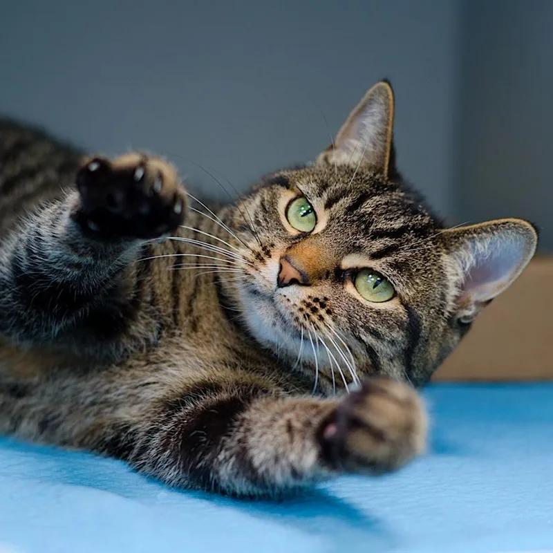An adult medium-sized female Domestic Short Hair cat named Remi for adoption in Maplewood, NJ