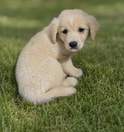 A baby small-sized female Mixed Breed dog named Mochi for adoption in Guntersville, AL