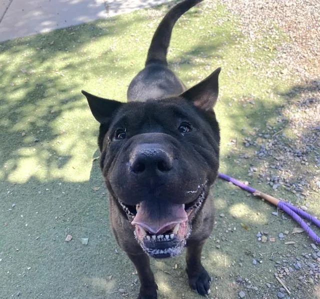 A young large-sized male Shar-Pei dog named Ruffles for adoption in Phoenix, AZ