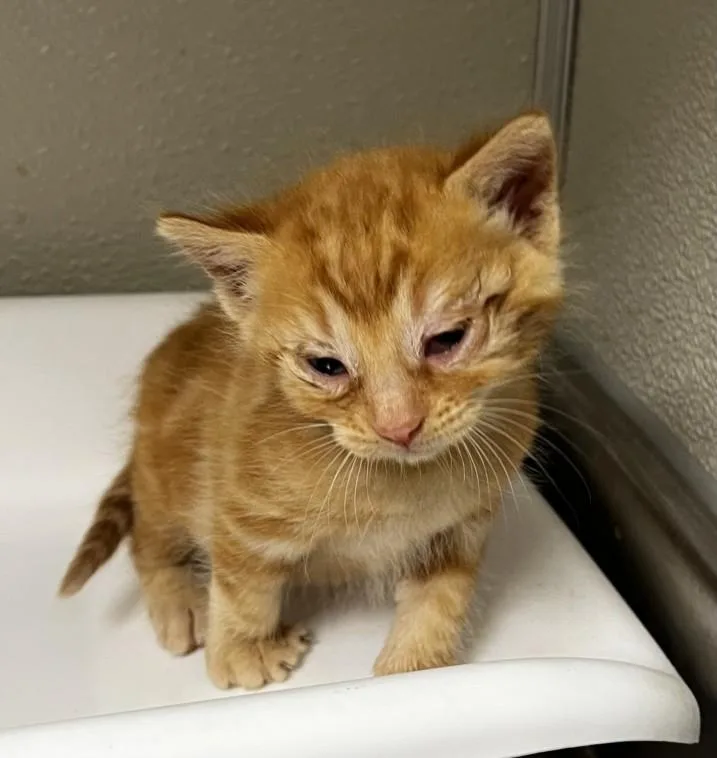 A baby small-sized male Domestic Short Hair cat named Butters for adoption in Tracy, CA