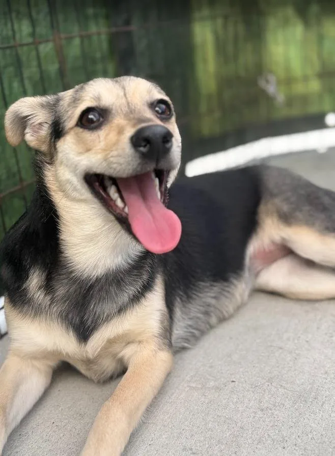 A young small-sized female Miniature Pinscher dog named Ana for adoption in Escondido, CA