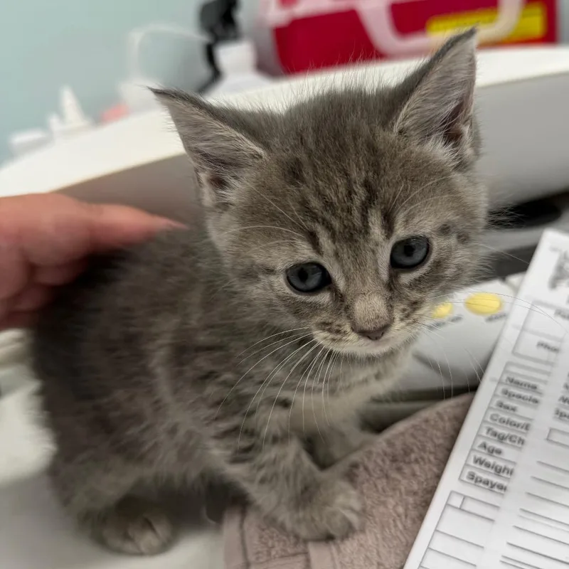 A baby small-sized female Gray / Blue / Silver Domestic Short Hair cat named Ragweed for adoption in Hamburg, NY
