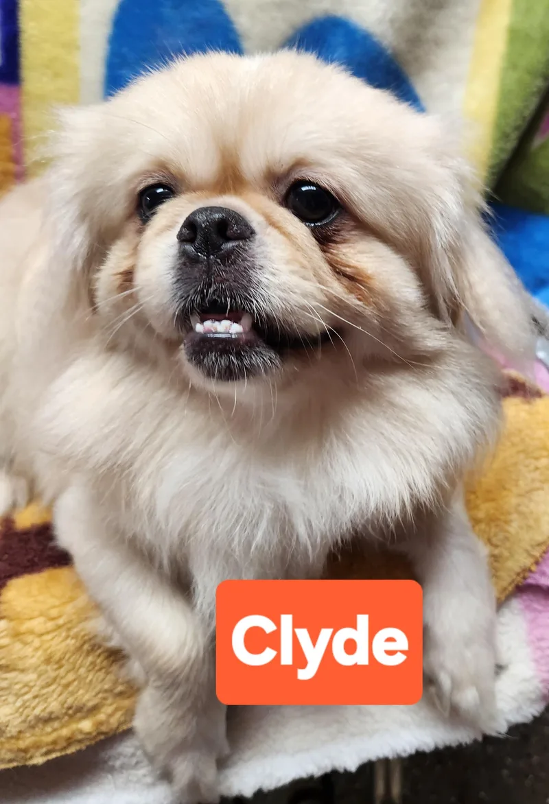 An adult small-sized male White / Cream Pekingese dog named Clyde for adoption in Smithfield, PA