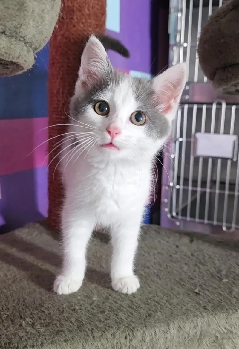 A baby small-sized female Domestic Short Hair cat named Lulu for adoption in Reisterstown, MD