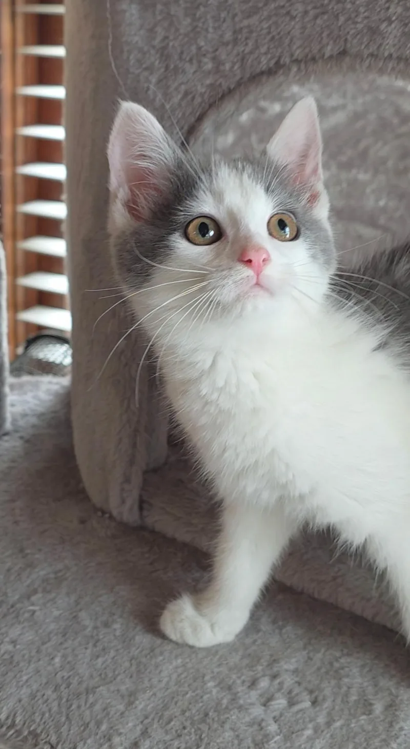 Lulu thumbnail 2