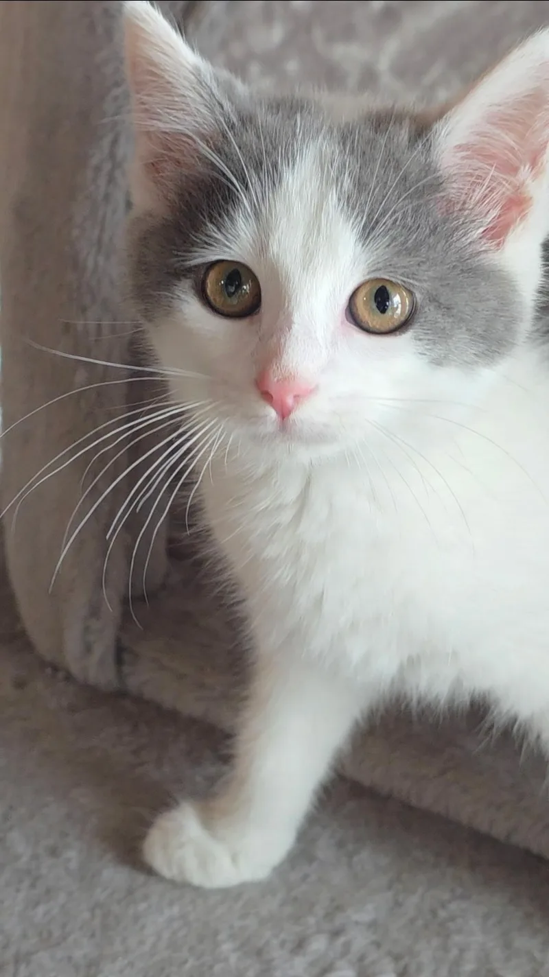 Lulu thumbnail 3