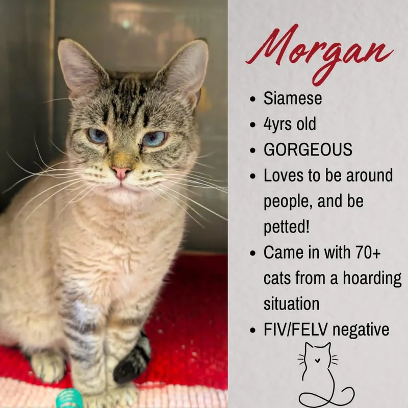 An adult medium-sized female Blue Point Siamese cat named Morgan for adoption in Junction City, KS