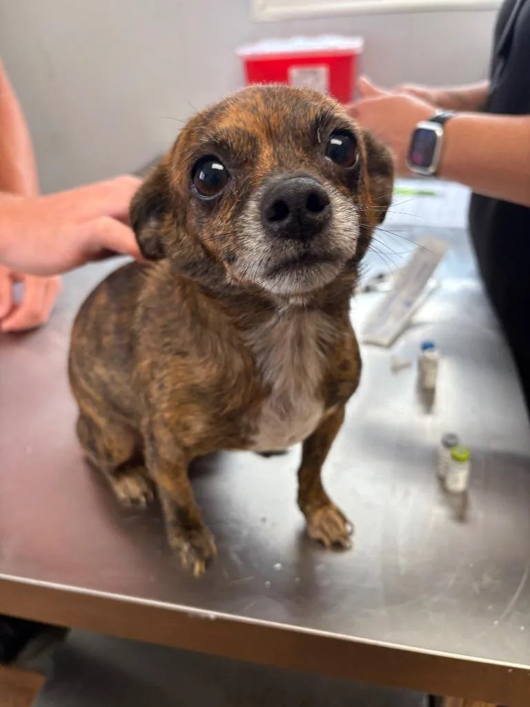 An adult small-sized female Chihuahua dog named Beulah for adoption in Fayetteville, TN
