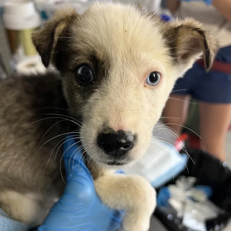 A baby medium-sized female White / Cream Mixed Breed dog named Tooy for adoption in Moab, UT