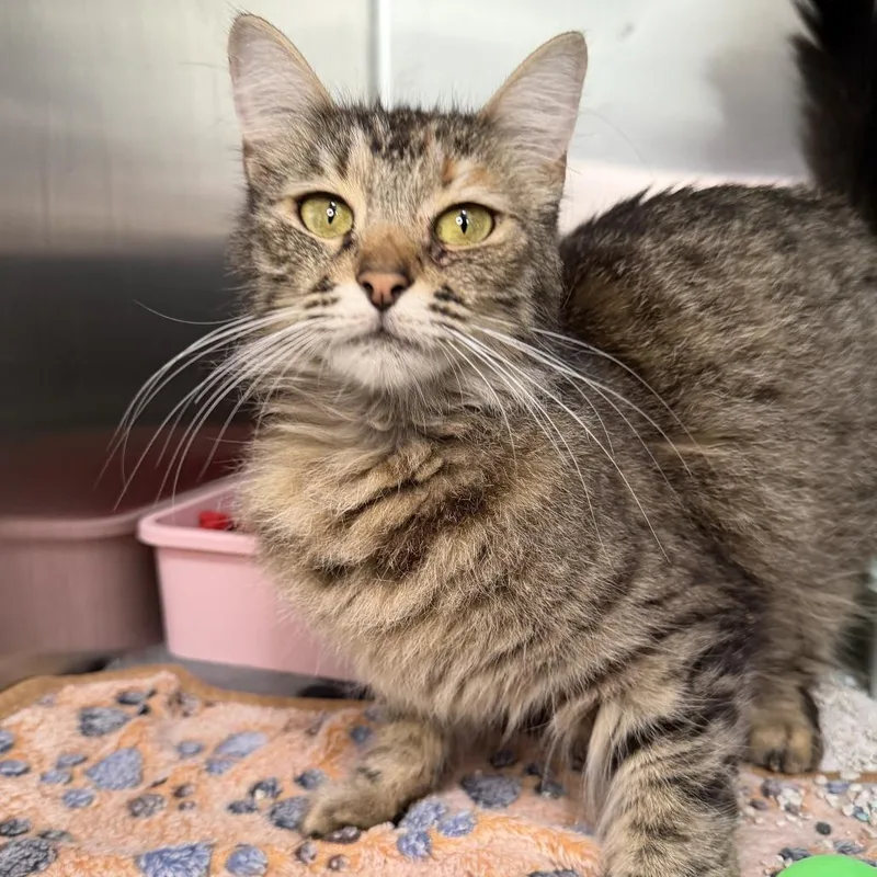 An adult medium-sized female Domestic Medium Hair cat named Zenaida for adoption in Los Angeles, CA