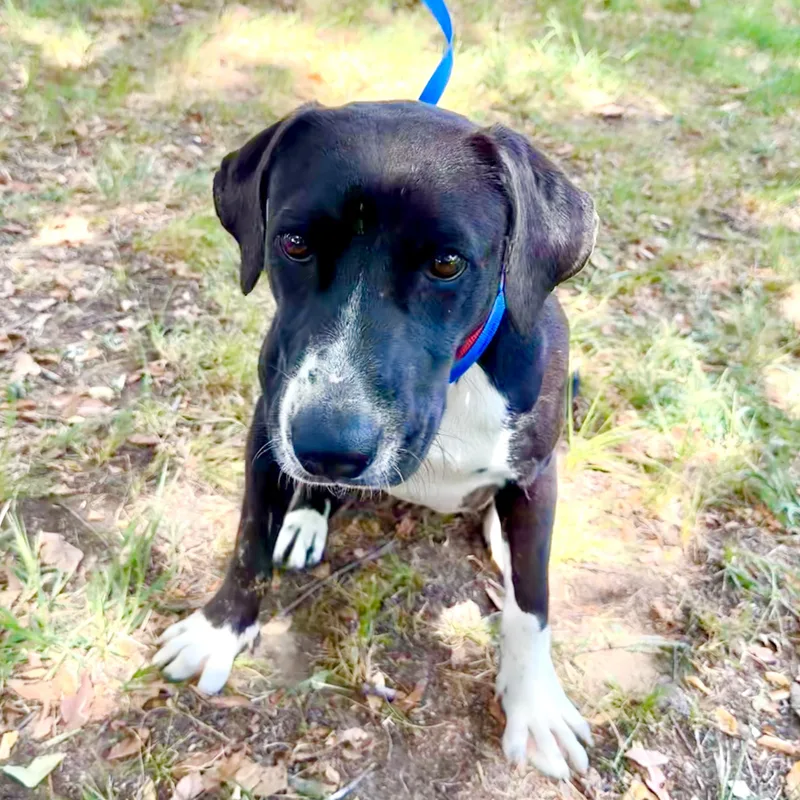 A young medium-sized female Black Labrador Retriever dog named Bindee Lou for adoption in Pilot Point, TX
