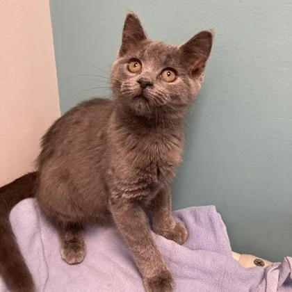 A baby small-sized female Domestic Short Hair cat named Enoki for adoption in Janesville, WI