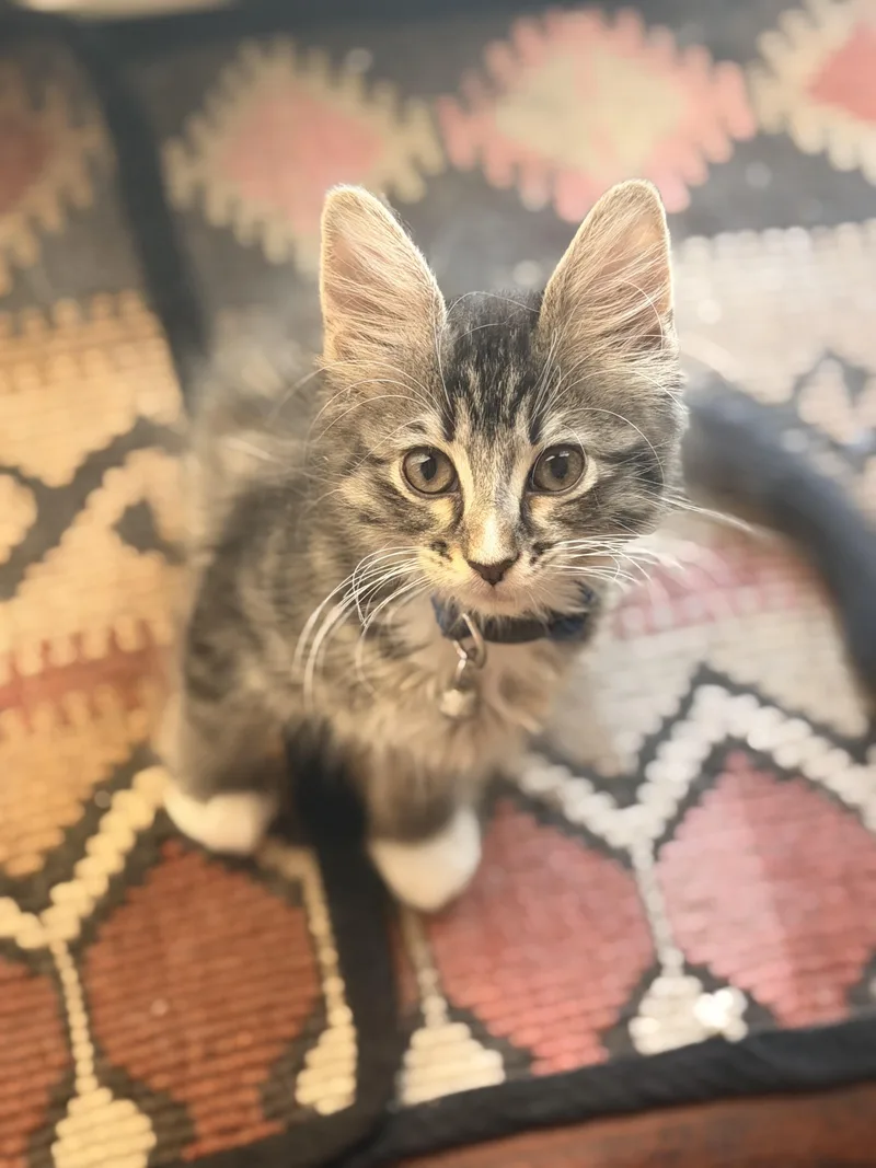 A baby medium-sized female Tabby (Gray / Blue / Silver) Domestic Long Hair cat named Mountain Lion for adoption in Fort Worth, TX