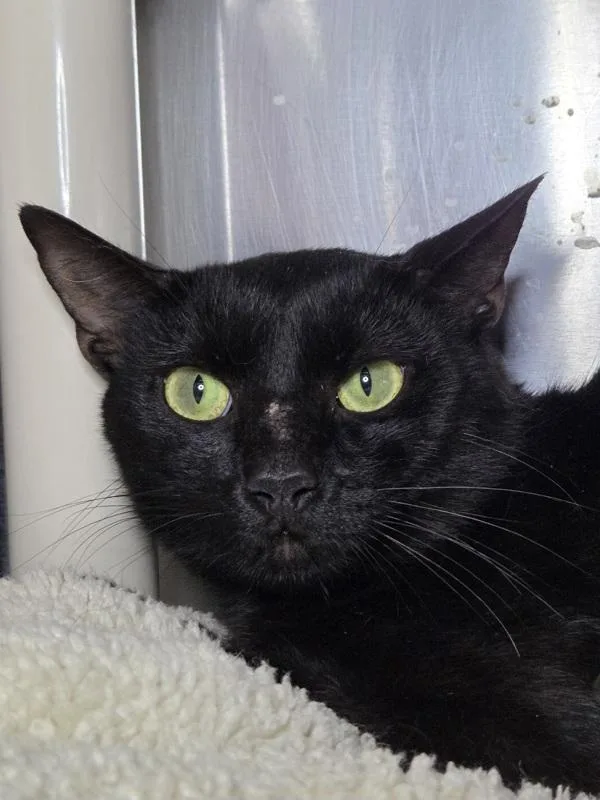 A young medium-sized male Domestic Short Hair cat named Boopsie for adoption in Millersville, MD