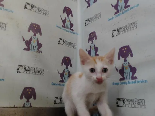 A baby small-sized male Domestic Short Hair cat named Gordo for adoption in Orlando, FL