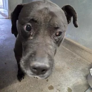 A young medium-sized male Black Labrador Retriever dog named Guiness for adoption in Carlin, NV
