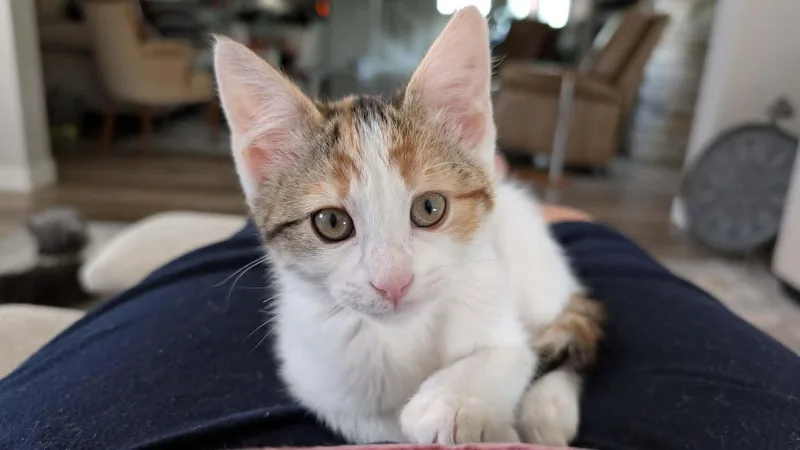 A baby medium-sized female Calico Domestic Short Hair cat named Iris for adoption in Sioux Falls, SD