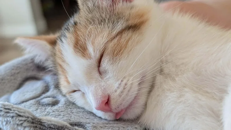 Iris thumbnail 3