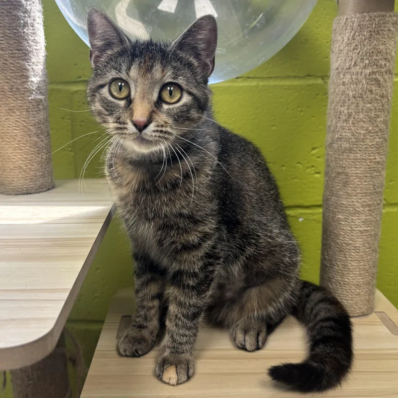 A young medium-sized female Tortoiseshell Tortoiseshell cat named May for adoption in Waynesburg, PA