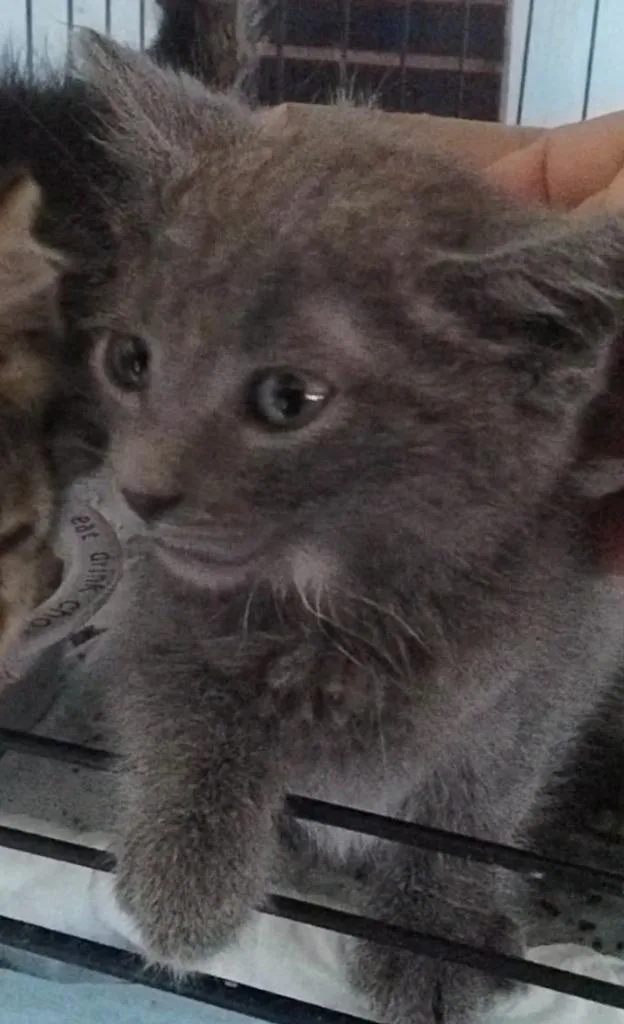 Ringo