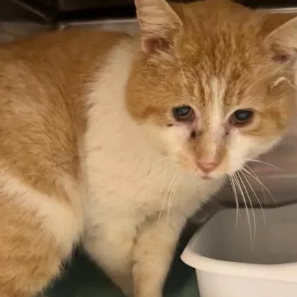 A senior small-sized male Orange / Red Domestic Short Hair cat named Champ for adoption in Manheim, PA