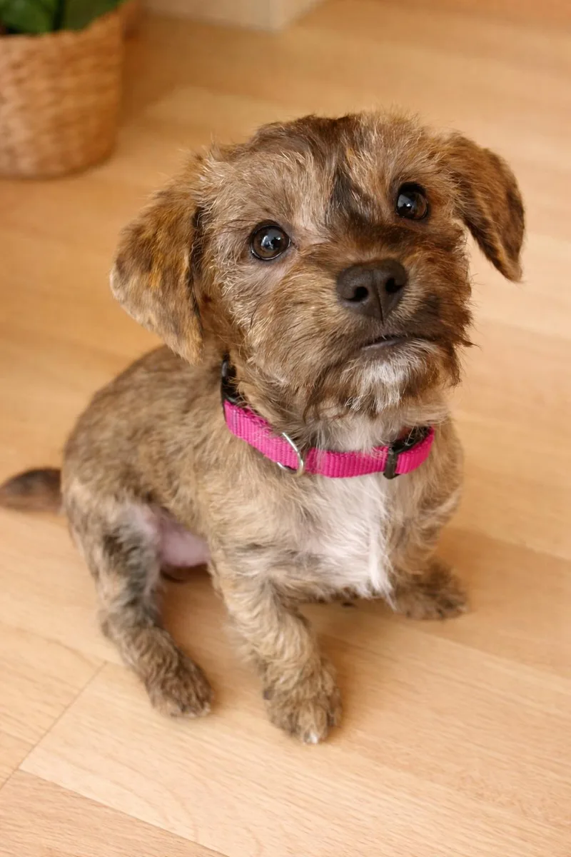 A baby small-sized female Brindle Shih Tzu dog named Jules for adoption in Humble, TX