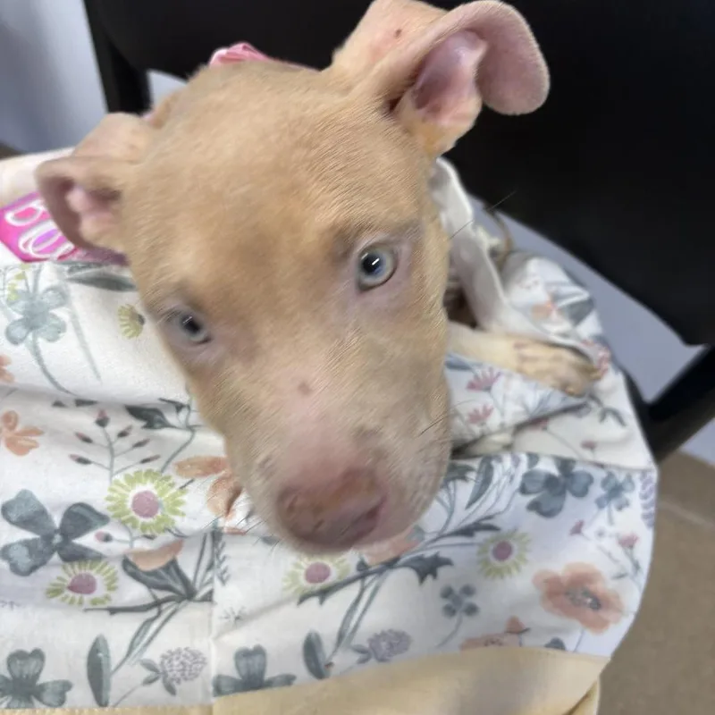 A young medium-sized female Brown / Chocolate Mixed Breed dog named Cinnamon for adoption in West Palm Beach, FL