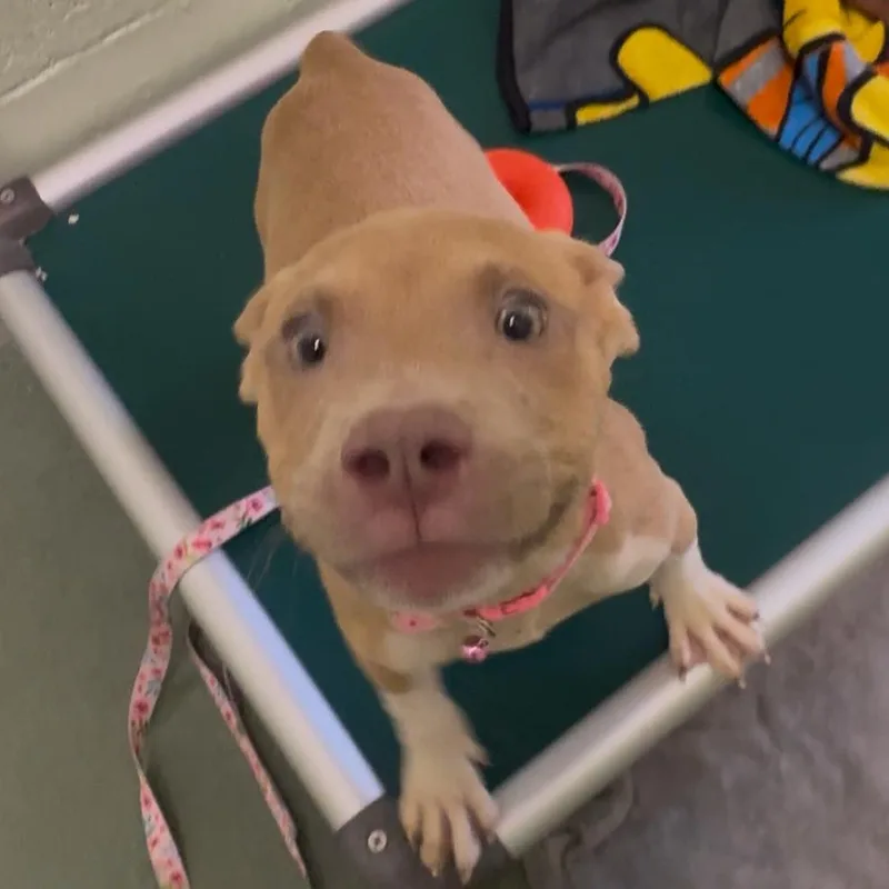 Cinnamon thumbnail 2