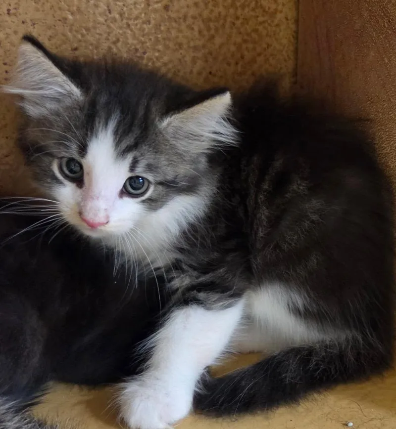 A baby medium-sized male Domestic Short Hair cat named Royce for adoption in Tampa, FL