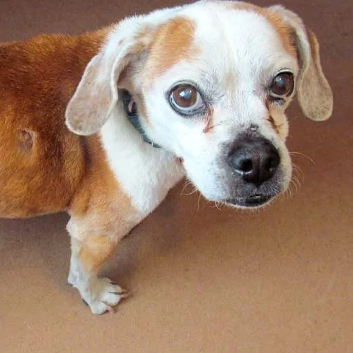 A senior small-sized female White / Cream Mixed Breed dog named Blossom for adoption in Las Cruces, NM
