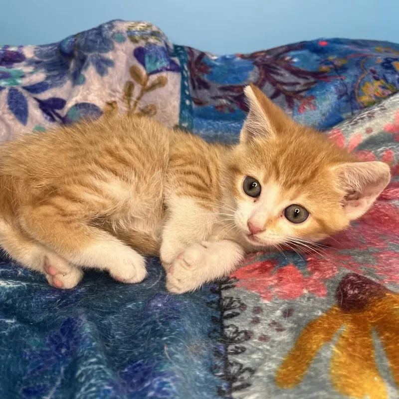 A baby small-sized female Orange / Red Domestic Short Hair cat named Daisy for adoption in San Antonio, TX