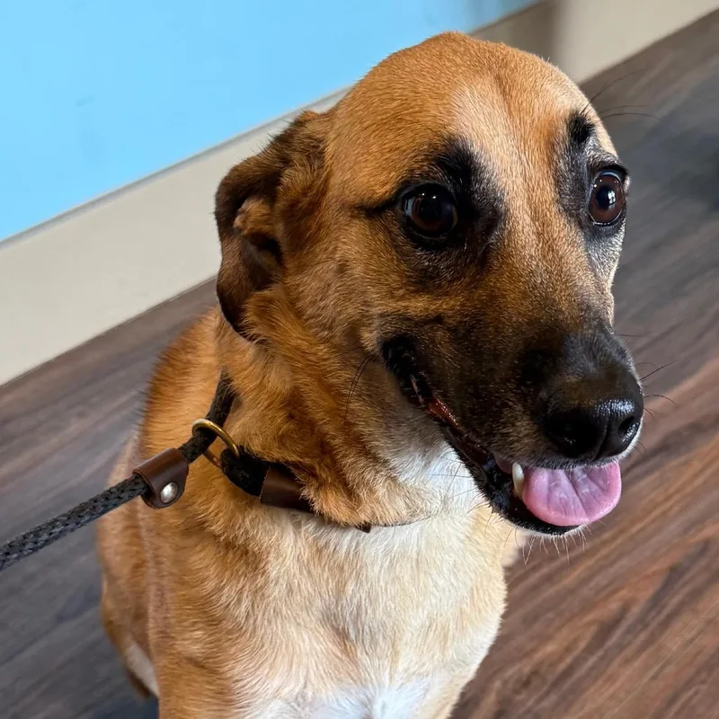 An adult medium-sized female Brown / Chocolate Shepherd dog named Pluto for adoption in LOXAHATCHEE, FL