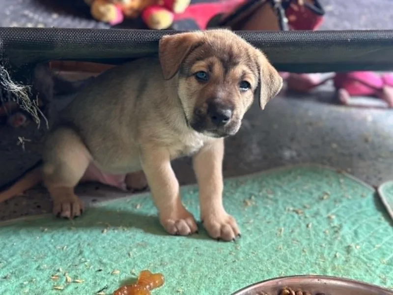 A baby large-sized male Bicolor Shepherd dog named Ronan for adoption in Marion, TX