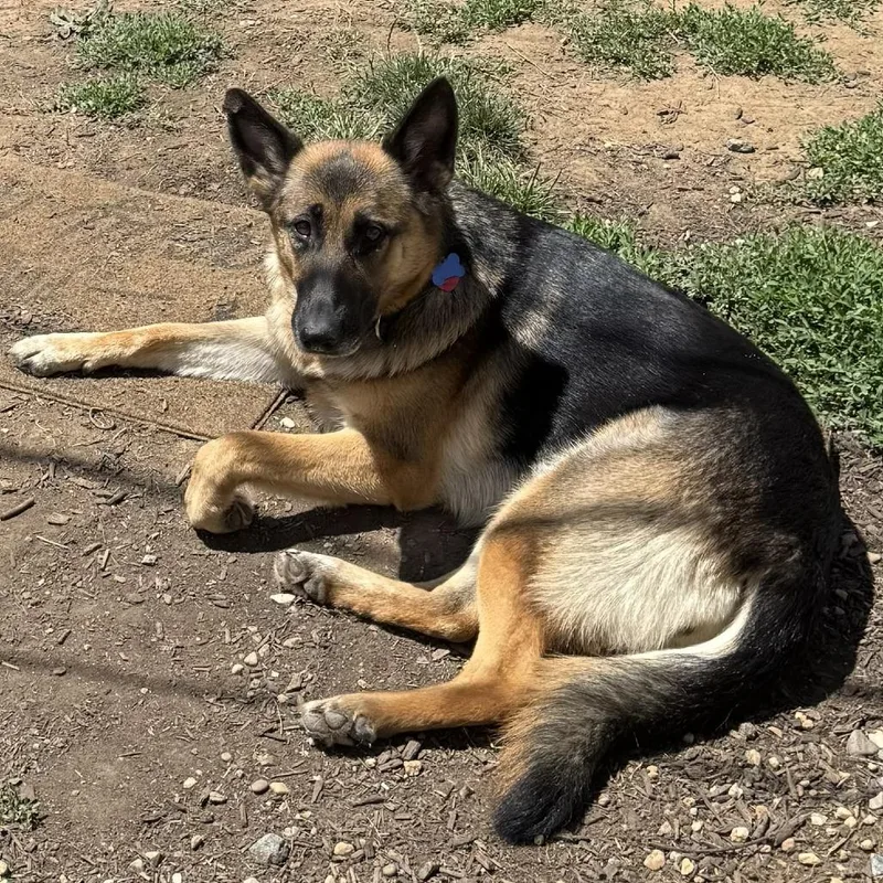 An adult large-sized female Black German Shepherd Dog dog named Cora for adoption in New Ringgold, PA