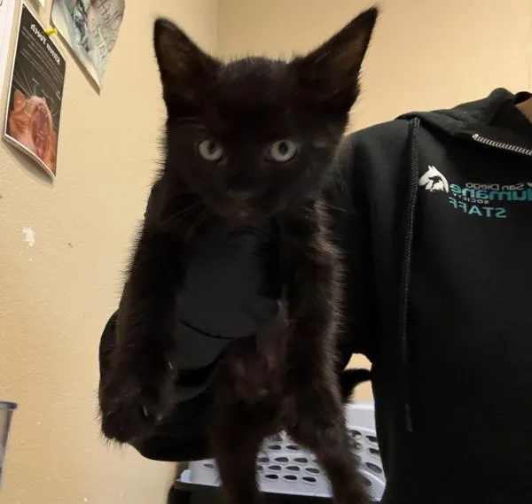 A baby small-sized female Domestic Short Hair cat named Ms. Wiggly for adoption in Oceanside, CA