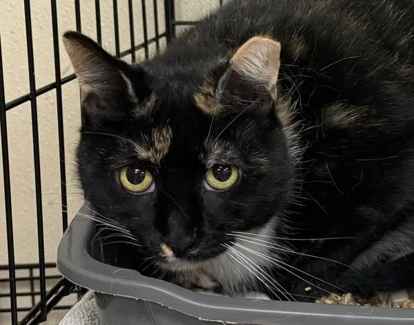 An adult small-sized female Domestic Short Hair cat named Myrtle The Turtle for adoption in Salisbury, MD