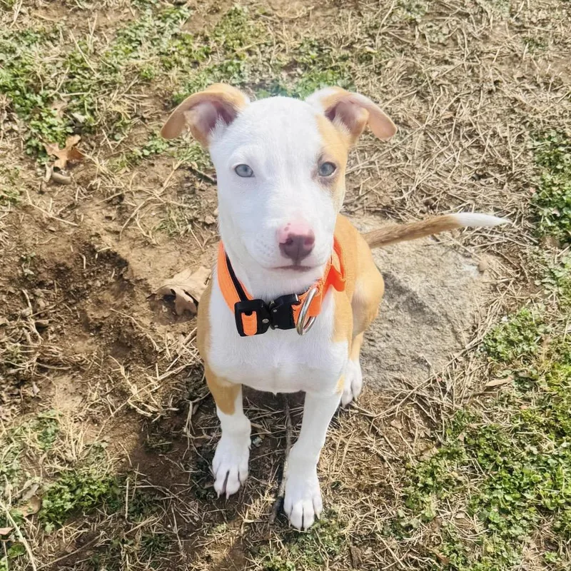 Leonardo thumbnail 2