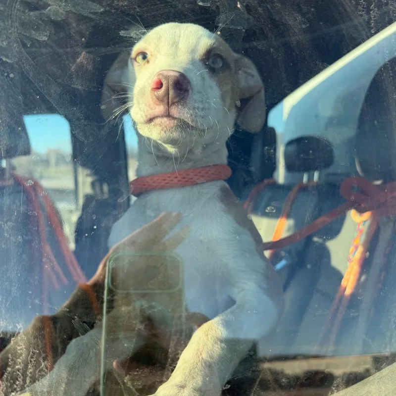 Leonardo thumbnail 3