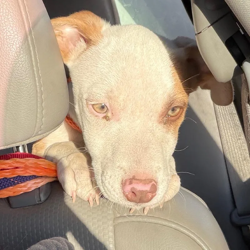 Leonardo thumbnail 4