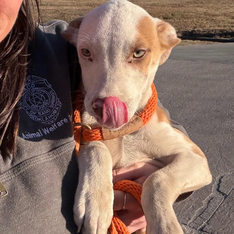 Leonardo thumbnail 6