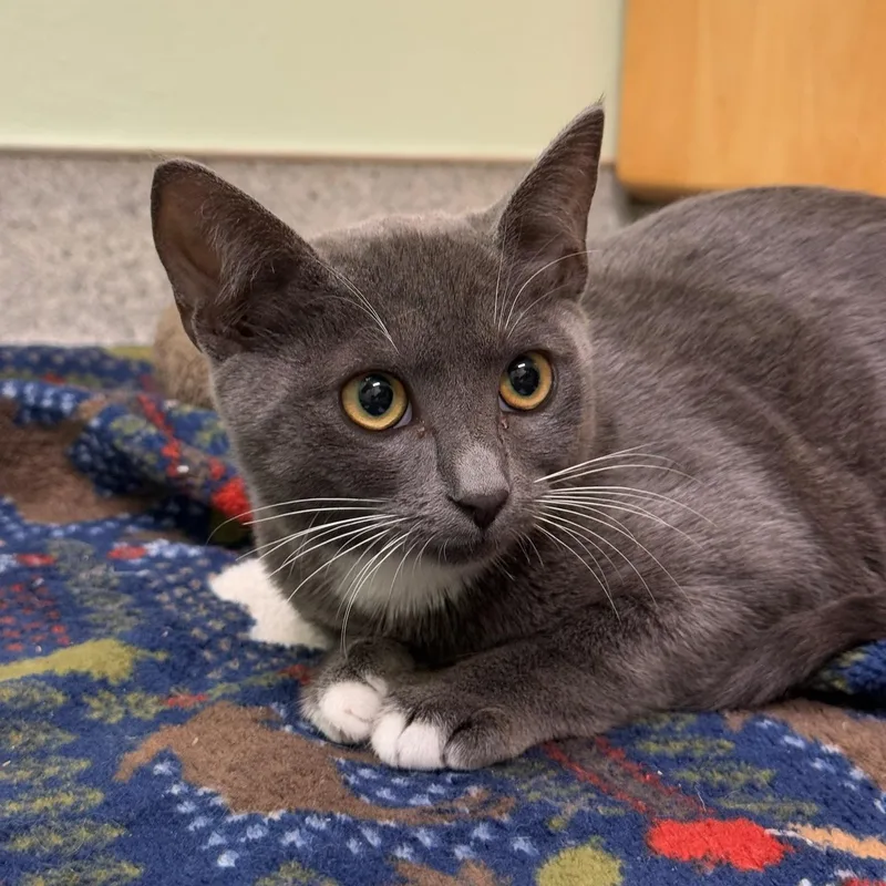 A baby medium-sized female Gray / Blue / Silver Domestic Short Hair cat named Matilda for adoption in Kent, WA