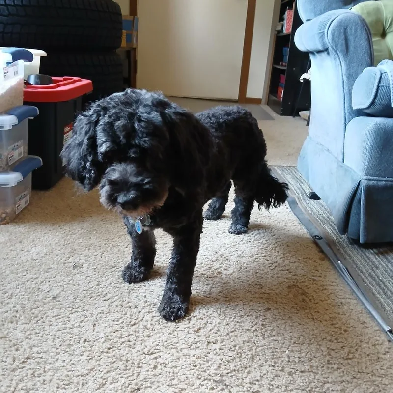 A senior small-sized female Black Scottish Terrier dog named Dakota for adoption in Minneapolis, MN