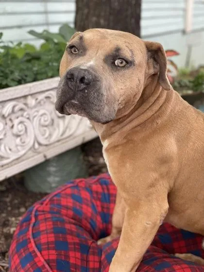 Stromboli thumbnail 3