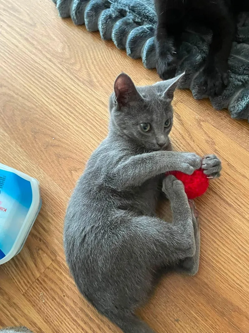 Yuki