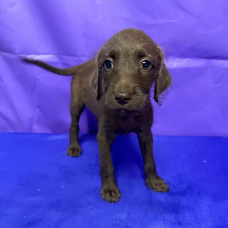 A baby small-sized female Brown / Chocolate Pit Bull Terrier dog named Trudy for adoption in North Myrtle Beach, SC